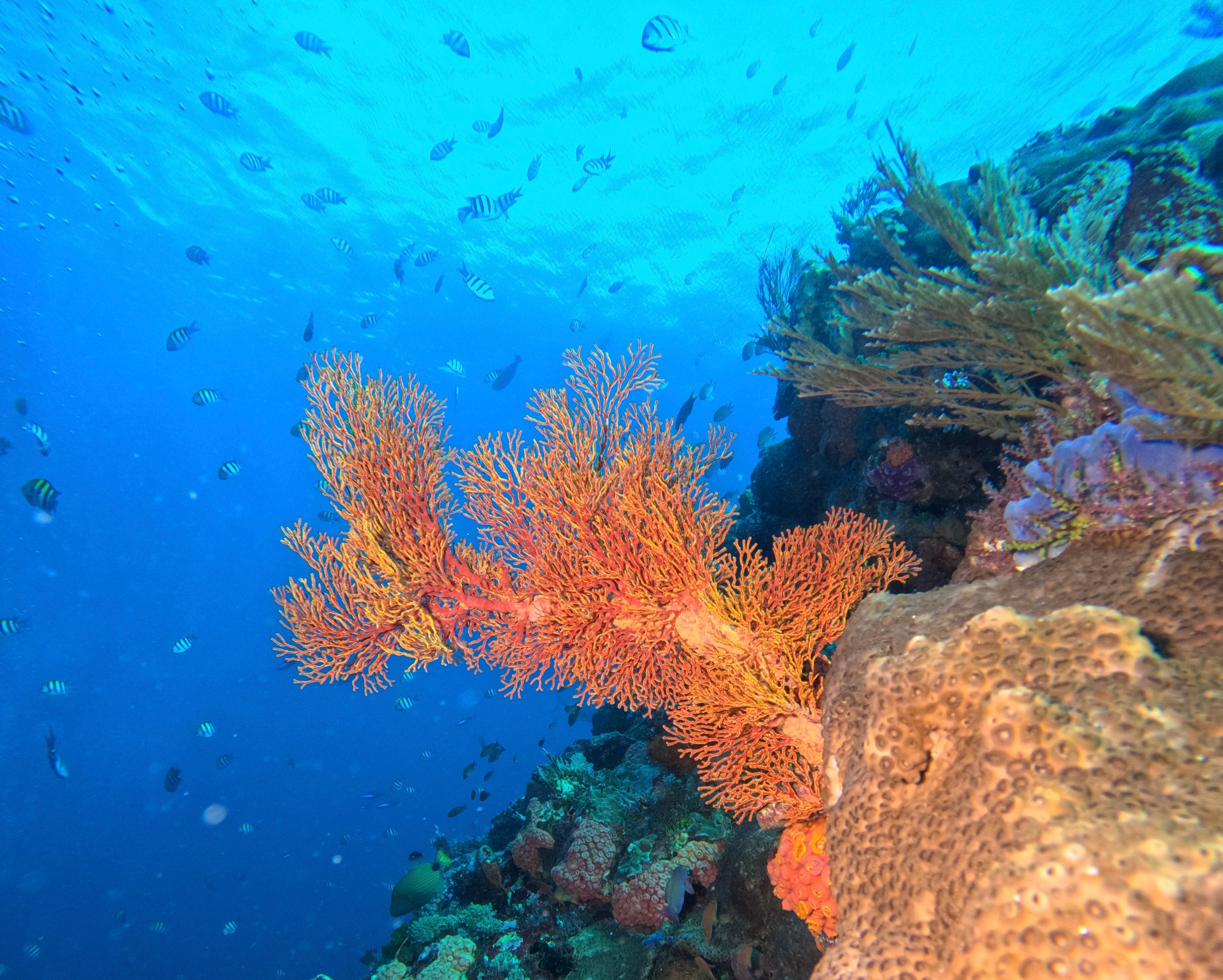 Why Every Diver Needs A Torch For Safety